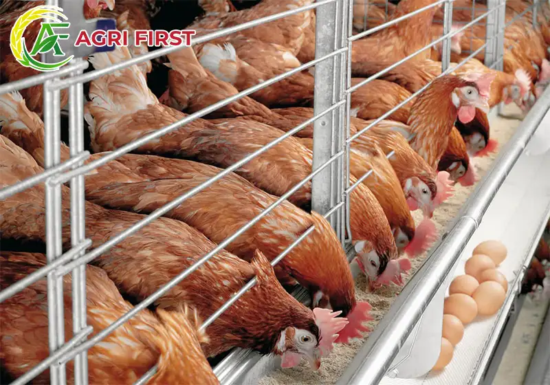 khau-phan-an-ga-de_result222