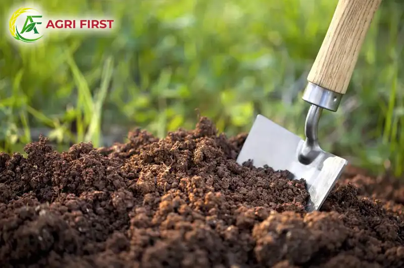 cai-tao-dat-toi-xop-trong-rau_result222