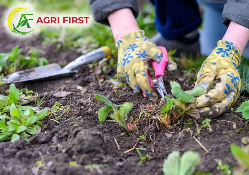 diet-co-tan-goc_result222