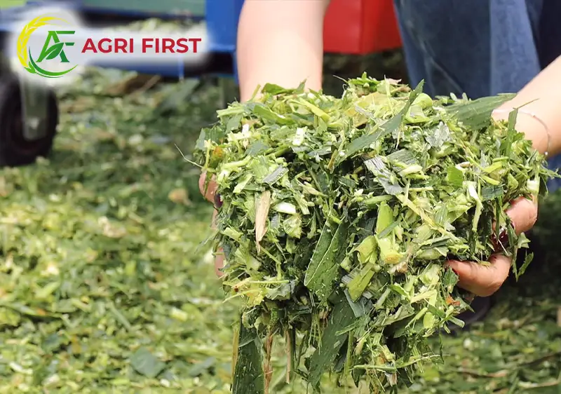 bam-co-cho-bo-an_result222