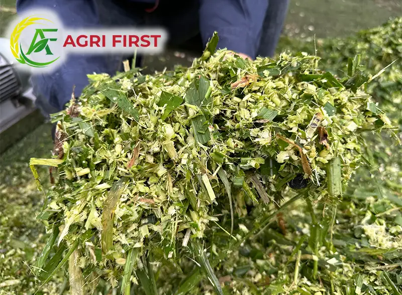 bam-co-cho-bo_result222