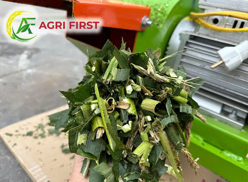 bam-co-cho-de_result222