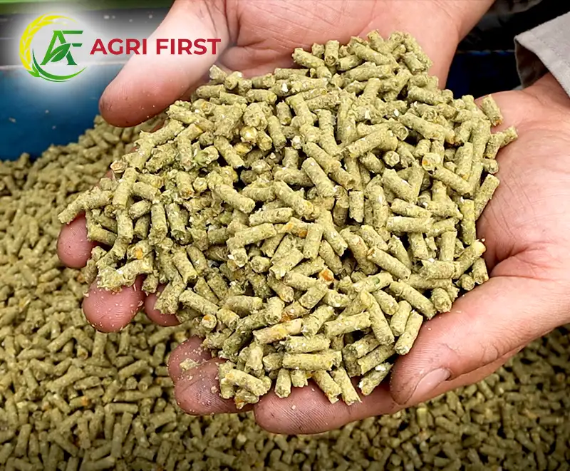 cam-vien-cho-lon_result222