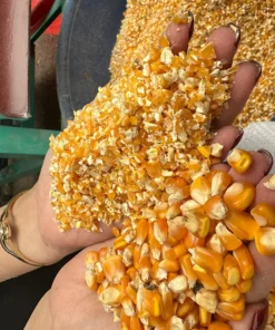 ngo-vo-manh_result222