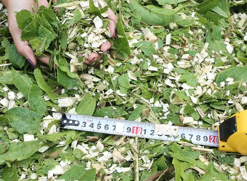 thanh-pham-dam-go_result222