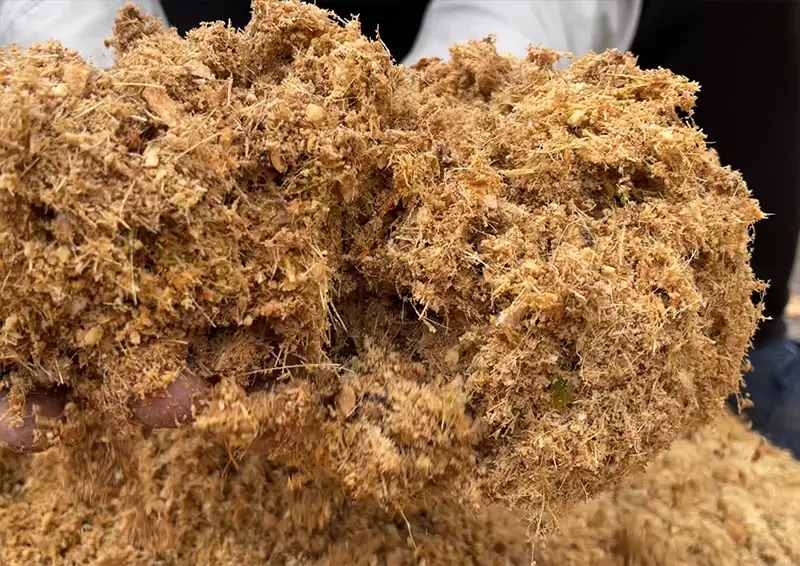 mun-xo-dua-trong-cay_result222