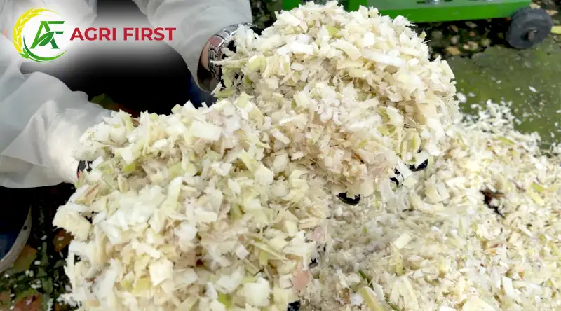 bam-chuoi-cho-lon_result222